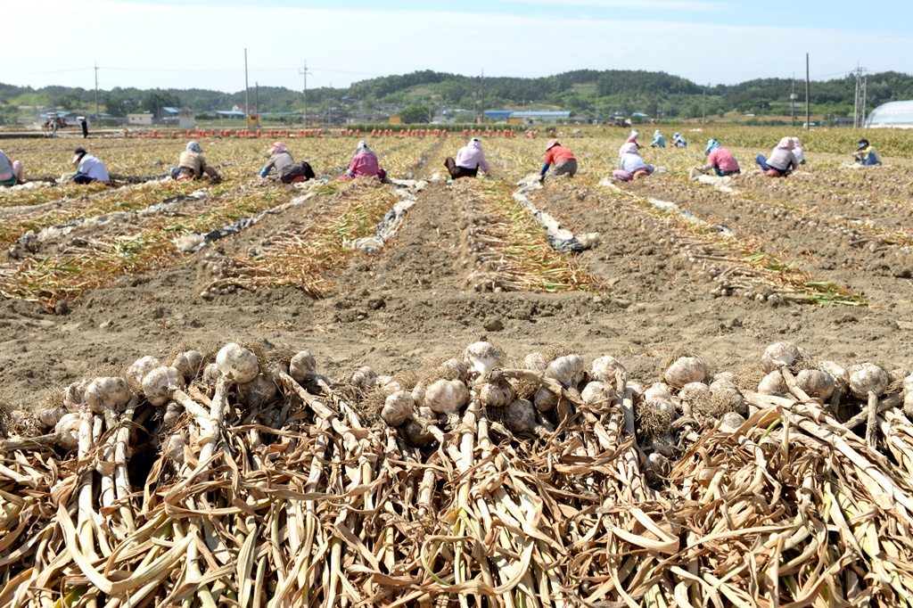 ▲노지 마늘재배. (연합뉴스)