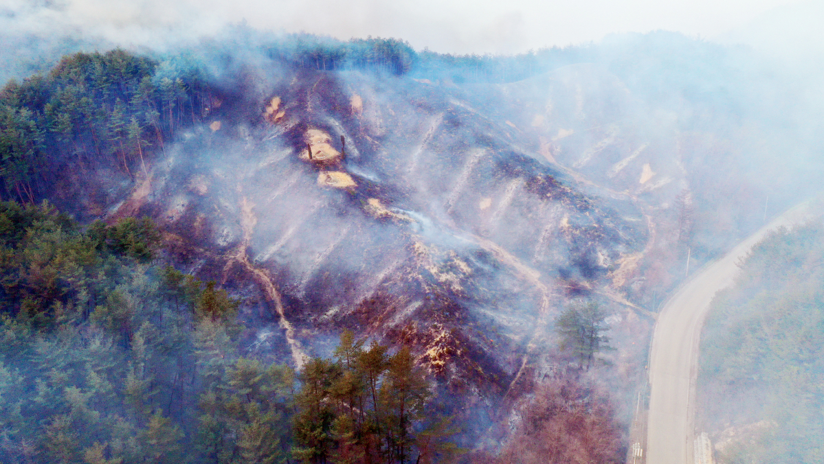 ▲5일 오전 산불이 지나가 경북 울진군 북면 하당리의 한 야산이 잿더미로 변해 있다. (연합뉴스)