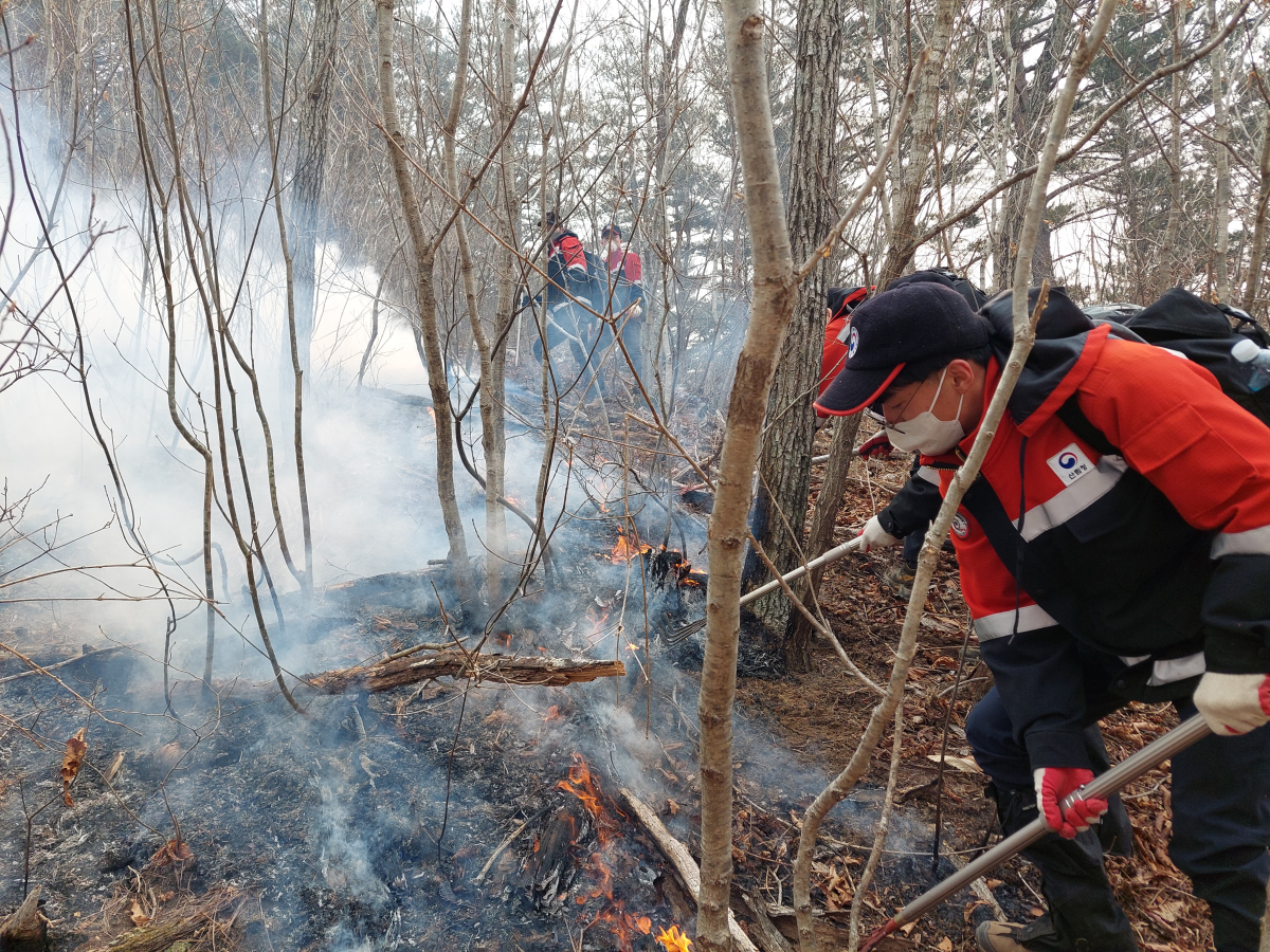 ▲9일 경북 울진군 금강송면 소광리에서 남부지방산림청 영주국유림관리소 소속 진화요원들이 금강송 숲 방어를 위한 진화작업을 하고 있다. (연합뉴스)