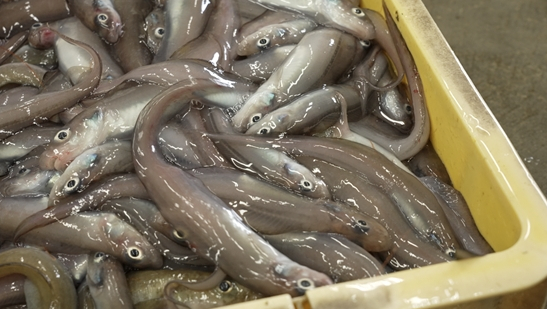 ▲'다큐프라임'(사진제공=MBC)