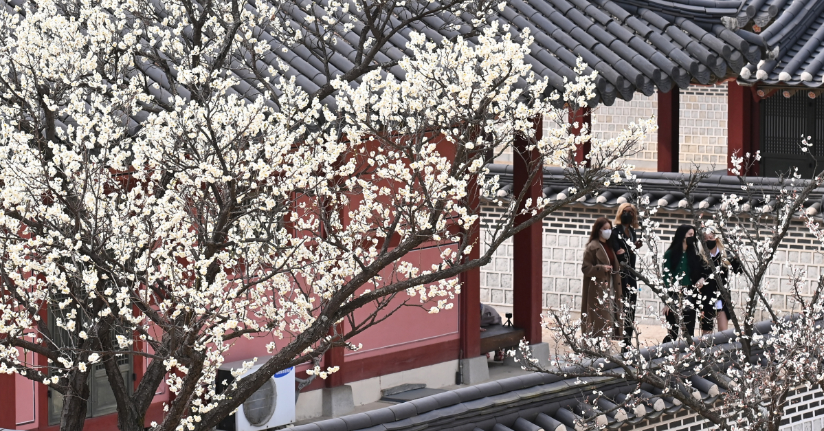 ▲경기도 수원시 화성행궁에서 상춘객들이 활짝 핀 매화 꽃길을 걷고 있다. (뉴시스)