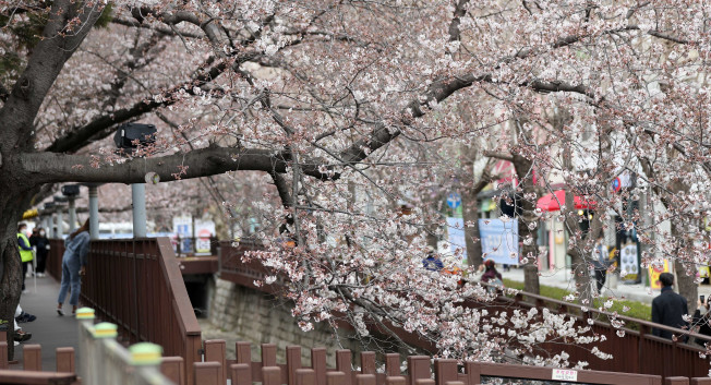 ▲진해 여좌천 벚꽃. (연합뉴스)