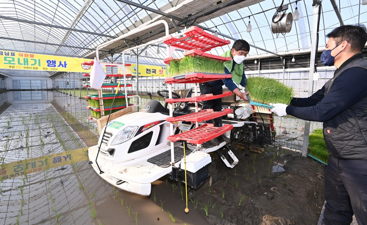 ▲경기 이천시 호법면 한 비닐하우스 논에서 열린 '임금님표 이천쌀 전국 첫 모내기'행사에서 농민들이 모판을 이앙기로 옮기고 있다. (뉴시스)