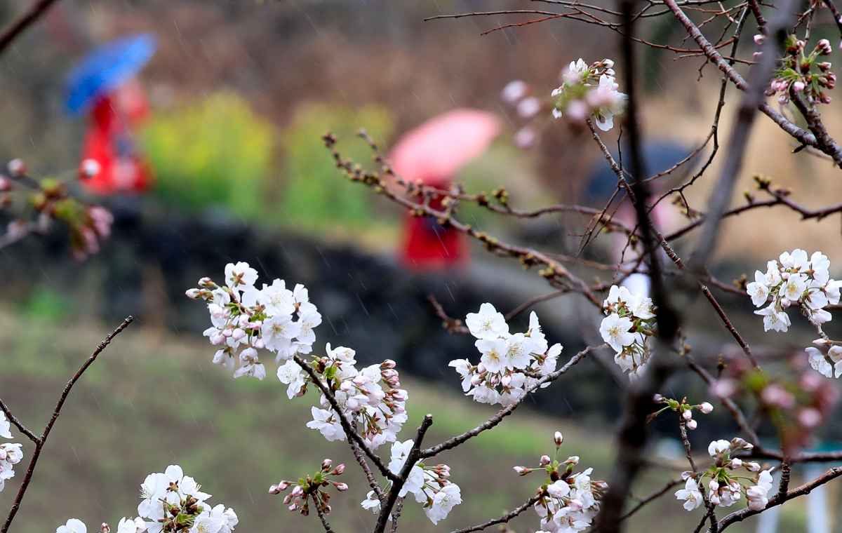▲제주시 도두동 인근에 핀 벚꽃이 비를 맞으며 개화를 서두르고 있다. (뉴시스)