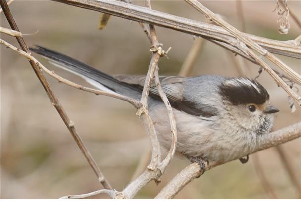 ▲서해 소청도에서 확인된 중국 텃새 '검은턱오목눈이'. (사진제공=국립생물자원관)