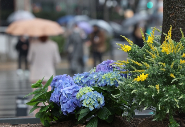 ▲비가 내린 14일 오후 우산을 쓴 시민들이 서울광장 인근을 지나고 있다. (연합뉴스)
