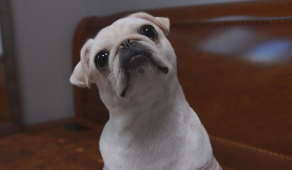 ▲'TV 동물농장'(사진제공=SBS)