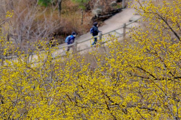 ▲절기상 춘분(春分)을 하루 앞둔 20일 서울 인왕산 자락에 만개한 산수유가 봄의 정취를 전하고 있다.(이투데이DB)