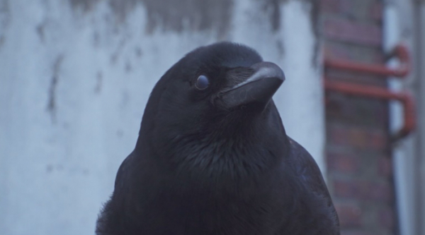 ▲'TV동물농장'(사진제공=SBS)