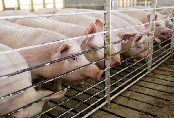 ▲미국 아이오와주 하워든에 있는 한 돼지 사육장. 하워든/AP뉴시스
