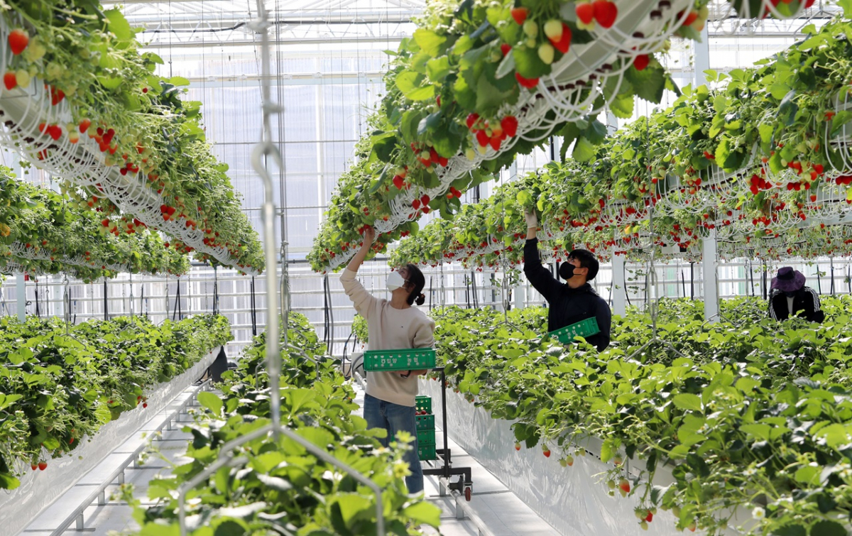 ▲경남 밀양시 삼랑진읍 임천리 경남 스마트팜 혁신밸리 내 교육형 온실에서 청년창업보육센터 1기생 청년농부들이 딸기를 수확하고 있다. (뉴시스)