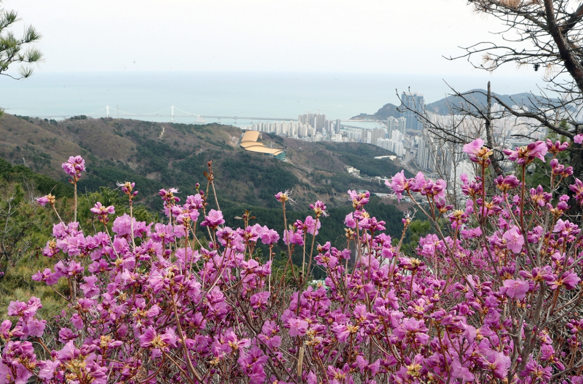 ▲미세먼지 없는 맑은 날씨를 보인 날 부산 황령산에 진달래가 활짝 피어있다. (연합뉴스)