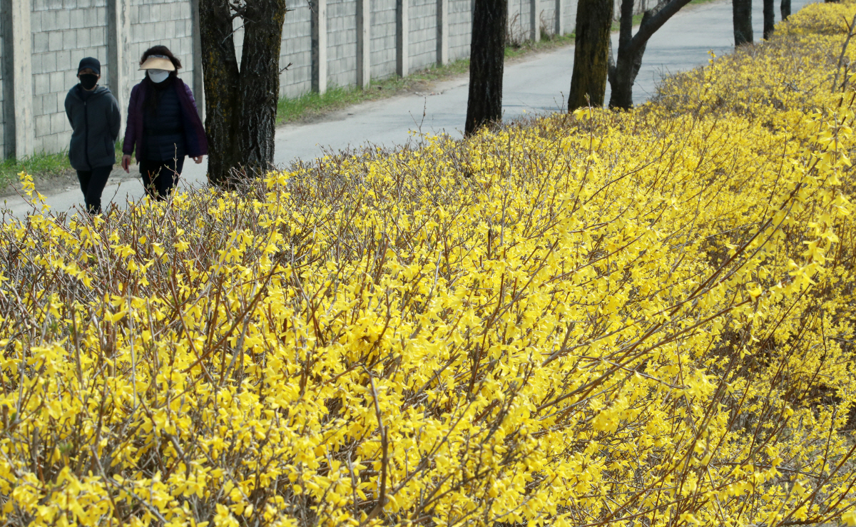 ▲5일 강원 원주시민들이 개나리가 핀 원주천변을 산책하고 있다. (연합뉴스)