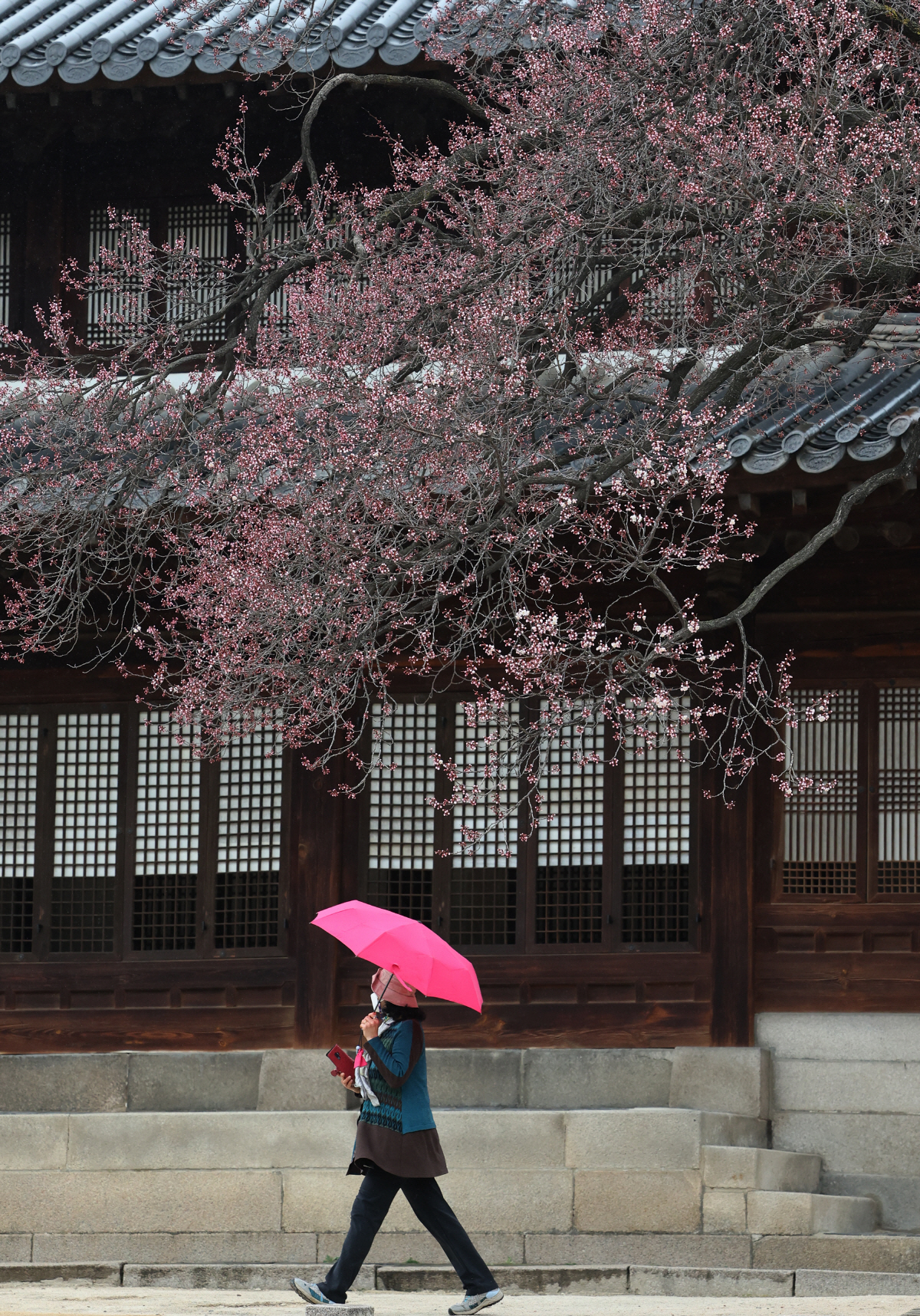 ▲(연합뉴스) 지난 3월 30일 오후 서울 덕수궁에서 한 시민이 산책을 즐기고 있다.