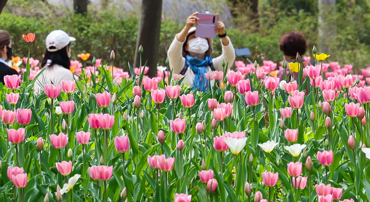 ▲(연합뉴스) 16일 서울 성동구 서울숲에서 시민들이 튤립이 심긴 산책로를 걷다 사진을 찍고있다.