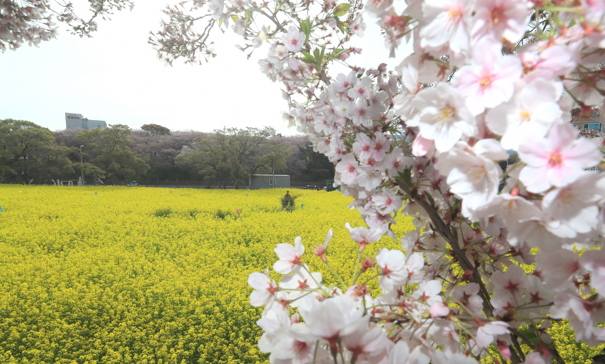 ▲10일 오전 제주시 오라동 동성길에 벚꽃과 유채꽃이 활짝 피어 오가는 이들의 눈길을 사로잡고 있다.  (연합뉴스)