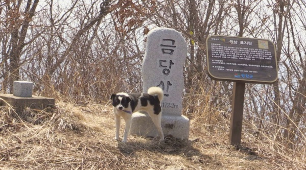 ▲금당산 똘똘이(사진제공=SBS)