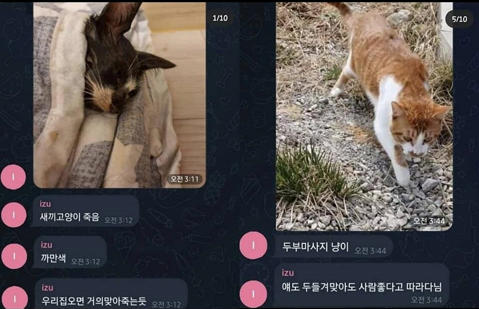 ▲출처=전국길고양이보호단체연합 페이스북
