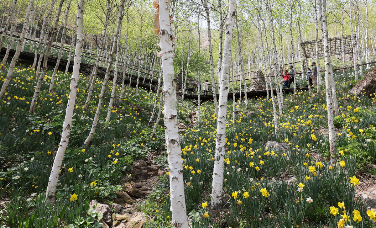 ▲(연합뉴스) 19일 오후 경기도 광주시 화담숲을 찾은 시민들이 자작나무와 어우러져 활짝 핀 수선화를 보며 봄기운을 만끽하고 있다.
