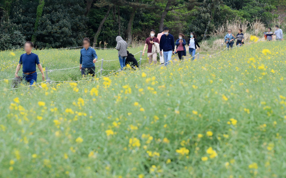 ▲사회적 거리두기 조치 해제 첫 주말인 23일 오후 제주 서귀포시 대정읍 송악산 둘레길을 관광객들이 마스크를 벗은 채 걷고 있다.  (뉴시스)
