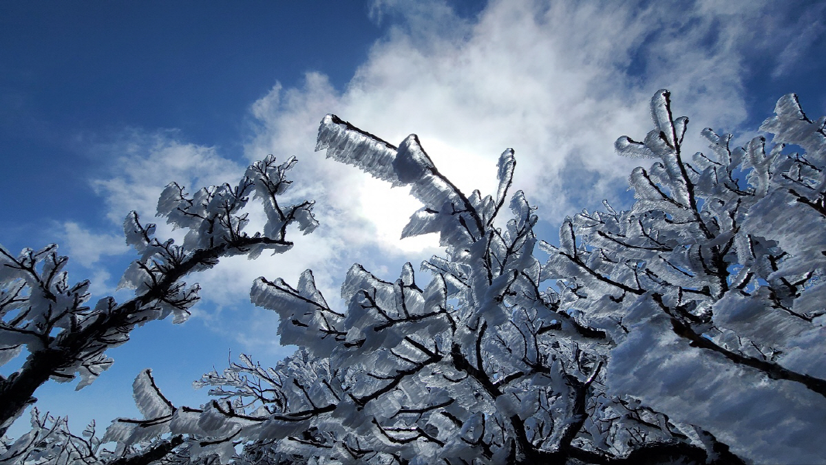 ▲15일 강원 평창군 발왕산 정상 부근(연합뉴스)
