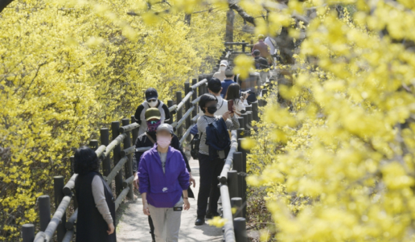 ▲낮 최고기온이 17도까지 오르며 완연한 봄날씨를 보인 3일 서울 성동구 응봉산에 노란 개나리가 활짝 피어있다. 조현호 기자 hyunho@ (이투데이DB)