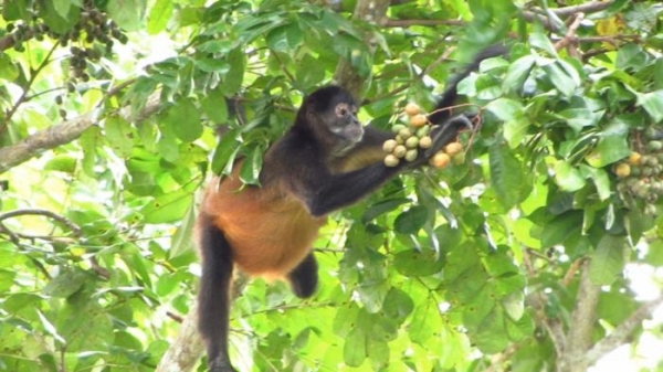 ▲중미 파나마에 사는 검은손거미원숭이는 호보나무의 열매를 즐겨 먹는다. 잘 익은 열매에는 에탄올이 1~2% 들어 있는 것으로 밝혀졌다. (사진제공 Victoria Weaver)
