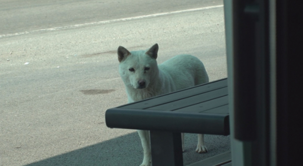 ▲'TV동물농장'(사진제공=SBS)