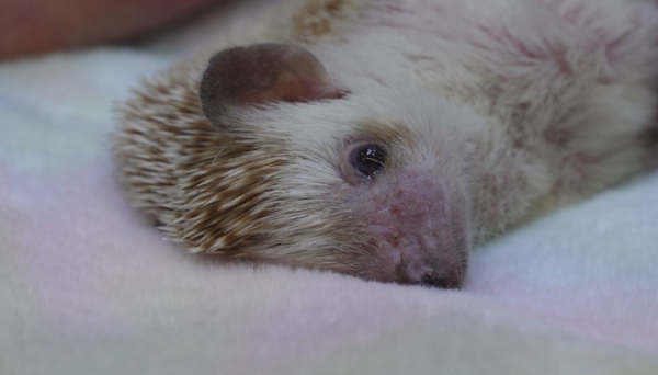 ▲'TV동물농장'(사진제공=SBS)