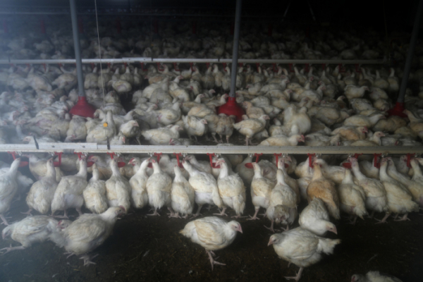 ▲프랑스 한 농가에서 닭들이 먹이를 먹고 있다. AP연합뉴스