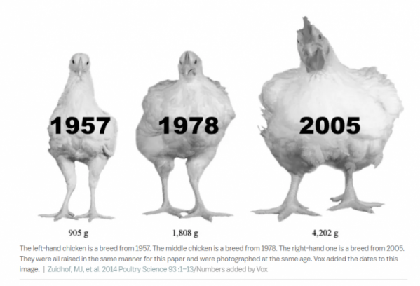 ▲연도별 미국의 닭 무게. 왼쪽부터 1957년(905g)/ 1978년(1808g)/ 2005년 4202g. 출처 복스
