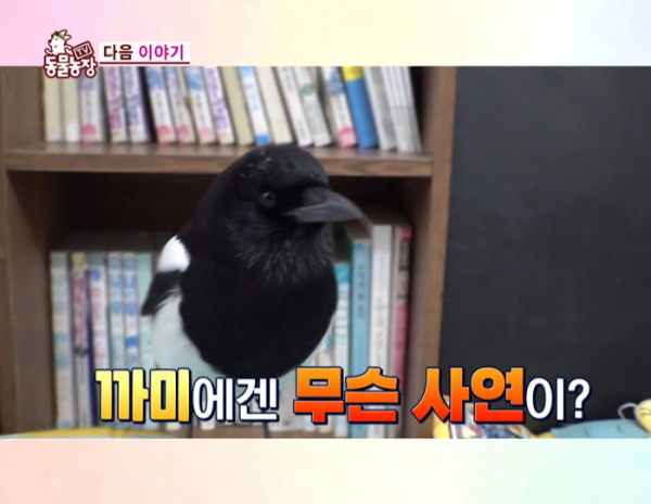 ▲TV동물농장 까미(사진제공=SBS)