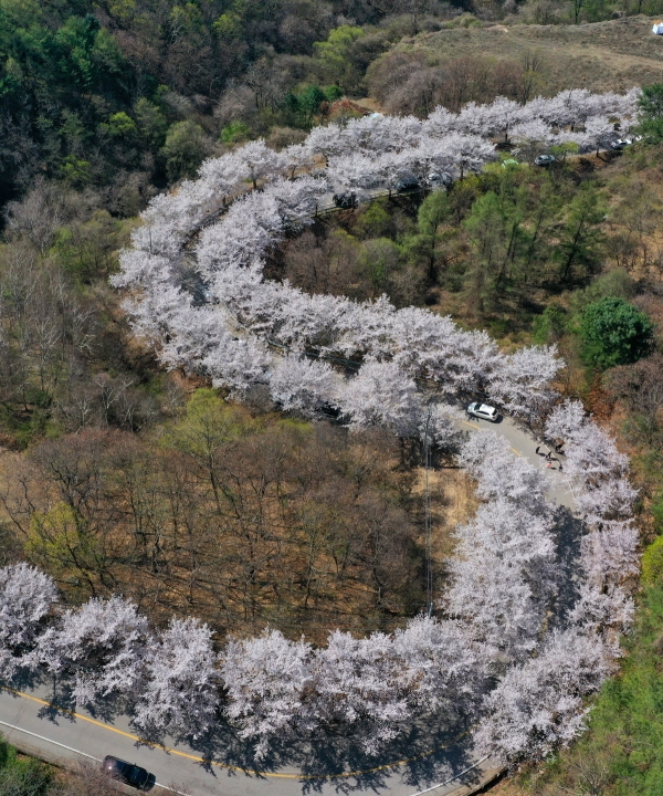 ▲(연합뉴스) 17일 강원 춘천시 북산면 부귀리 물안마을에 벚꽃이 만개해 있다.
