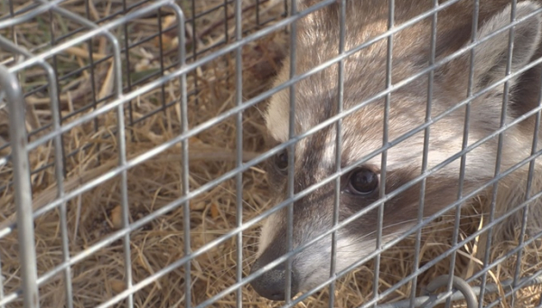 ▲'TV동물농장'(사진제공=SBS)