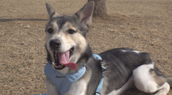 ▲'TV동물농장'(사진제공=SBS)