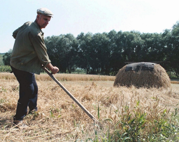 ▲우크라이나 농부가 키이우에서 남쪽으로 110km 떨어진 한 마을에서 밀을 수확하고 있다.(AP/연합뉴스)
