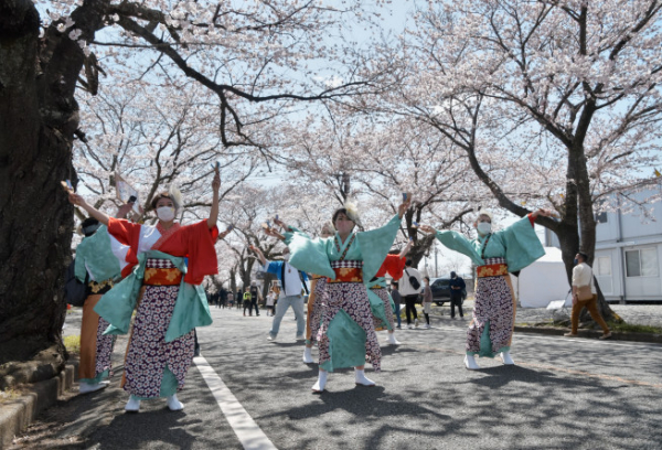 ▲4월 9일 일본 후쿠시마현 도미오카에서 벚꽃 아래서 사람들이 춤을 추고 있다. 후쿠시마/UPI연합뉴스