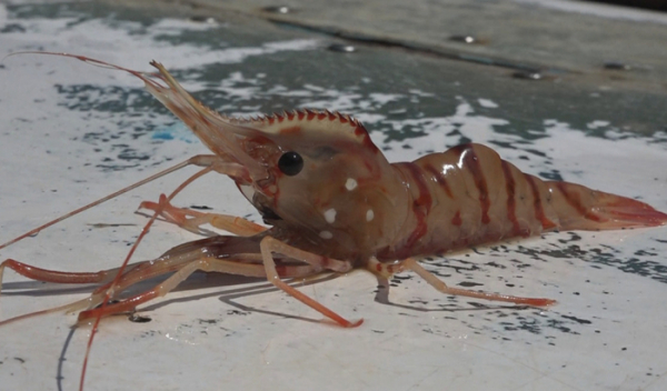 ▲'극한직업' 울릉도 독도새우(사진제공=EBS1)