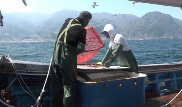 ▲'극한직업' 울릉도 독도새우(사진제공=EBS1)