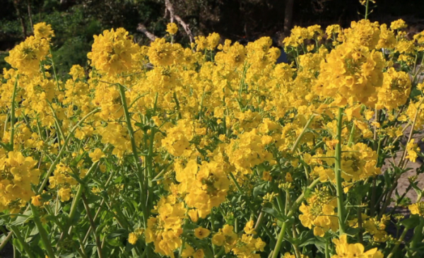 ▲'극한직업' 울릉도 독도새우(사진제공=EBS1)