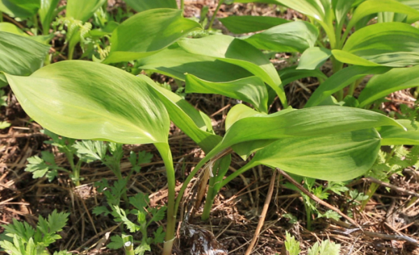 ▲'극한직업' 울릉도 독도새우(사진제공=EBS1)