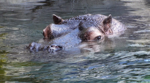 ▲'TV동물농장'(사진제공=SBS)