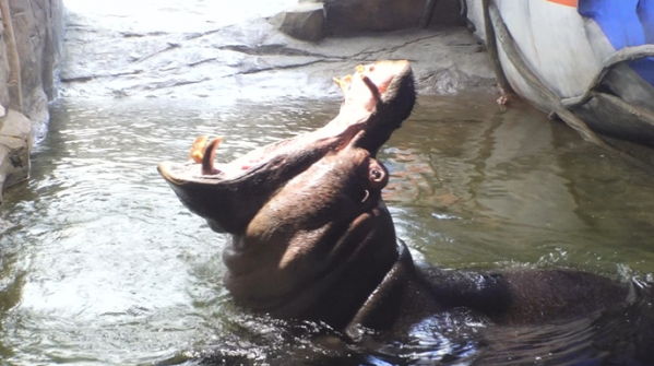 ▲'TV동물농장'(사진제공=SBS)