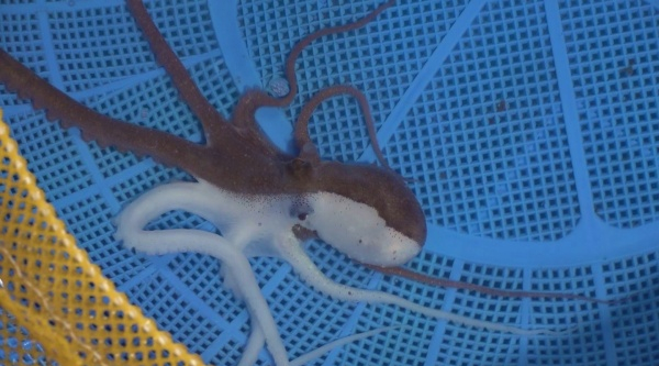 ▲반반 낙지가 '순간포착'에 등장한다.(사진제공=SBS)