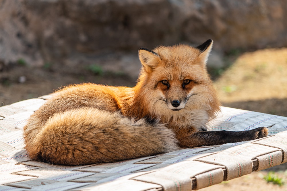 ▲올해 서울어린이대공원의 새식구가 된 붉은 여우.  (자료제공=서울시)