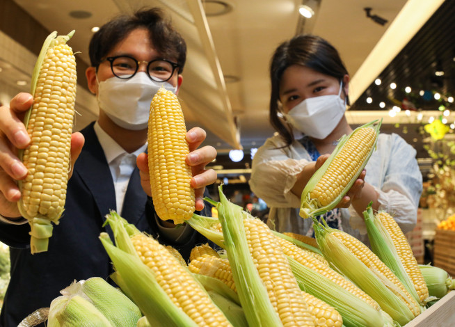 ▲서울 강남구 현대백화점 무역센터점 지하 1층 식품관에서 직원들이 초당옥수수를 소개하고 있다.(사진=현대백화점)