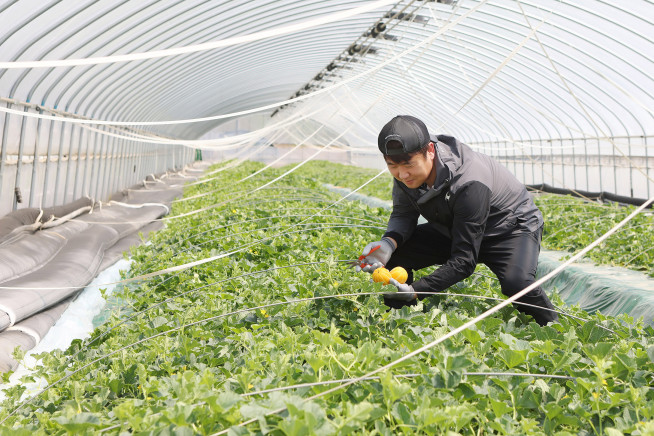 ▲홈플러스의 경북 성주 신선농장에서 참외를 수확하는 모습.(사진제공=홈플러스)