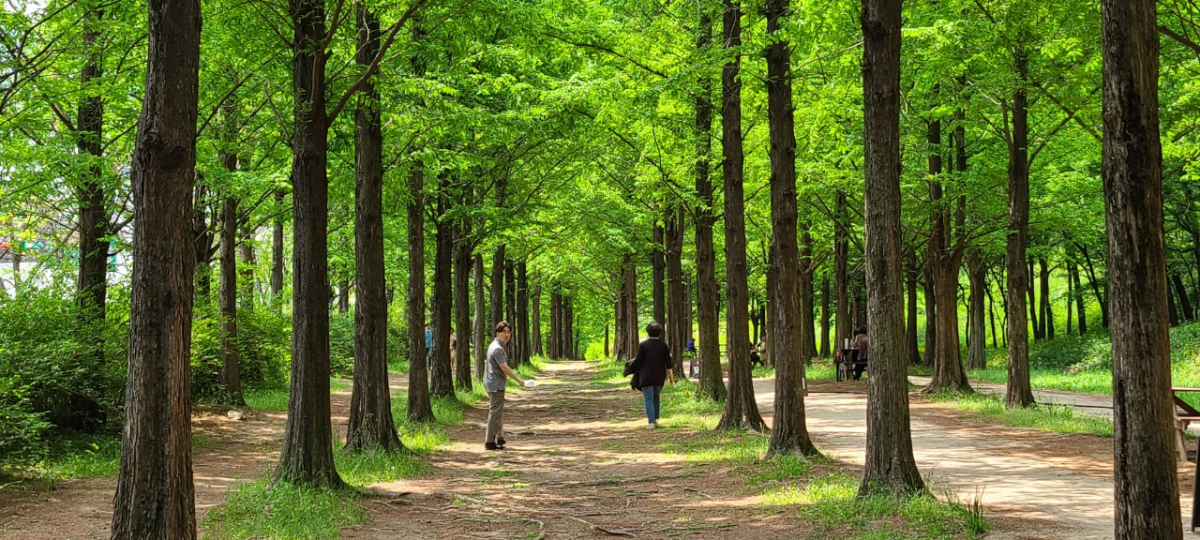▲월드컵공원 메타세쿼이아 나무길.  (자료제공=서울시)