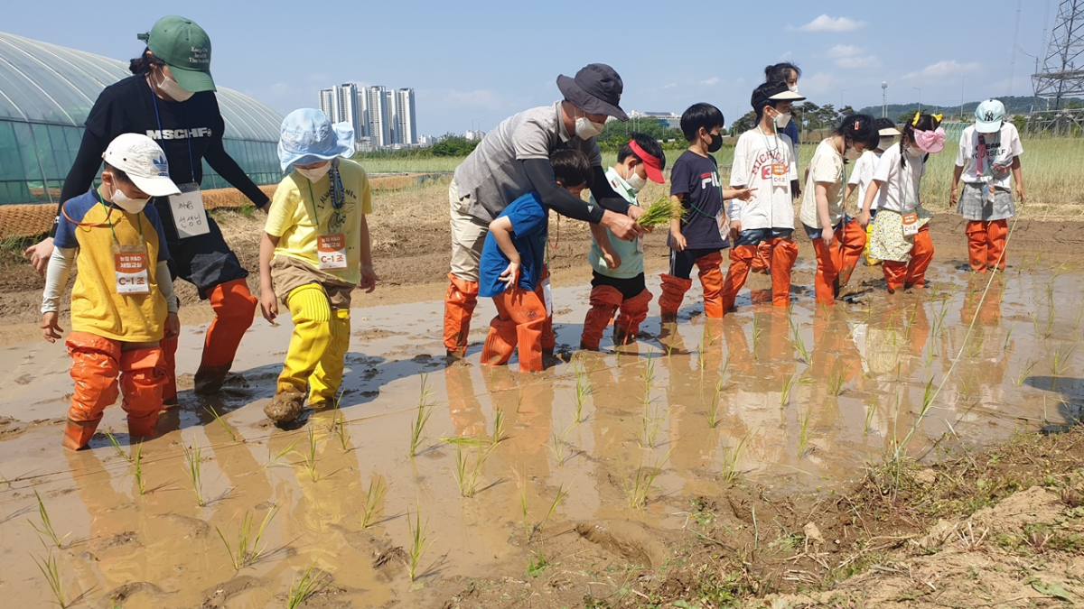 ▲21일 열린 농촌진흥청 개청 60주년 행사 초등학생들이 모내기 체험 행사를 하고 있다.  (사진제공=농촌진흥청)