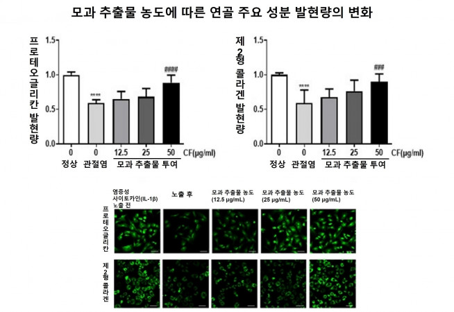 ▲﻿모과 추출물 농도에 따라 연골 주요 성분의 발현량이 증가했다. (자료=자생한방병원 척추관절연구소)